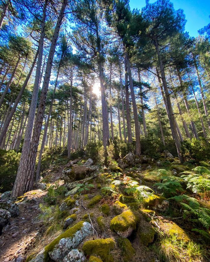 Auberge De La Foret Bonifatu Калензана Екстериор снимка